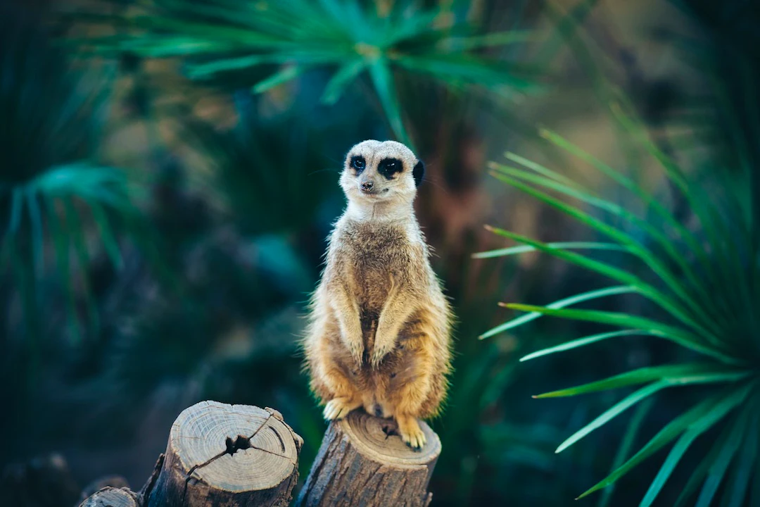 Barcelona Zoo Ticket